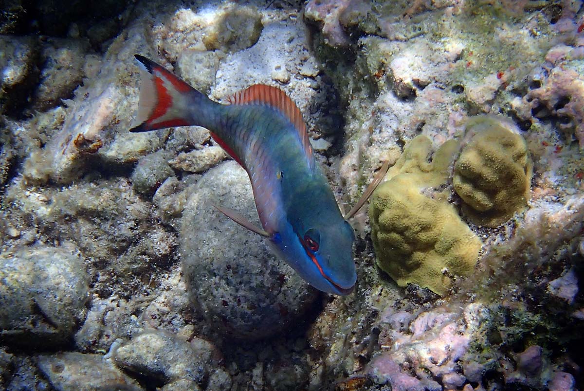 It seems to make the image more active as it swam in Trunk Bay, St. John. 