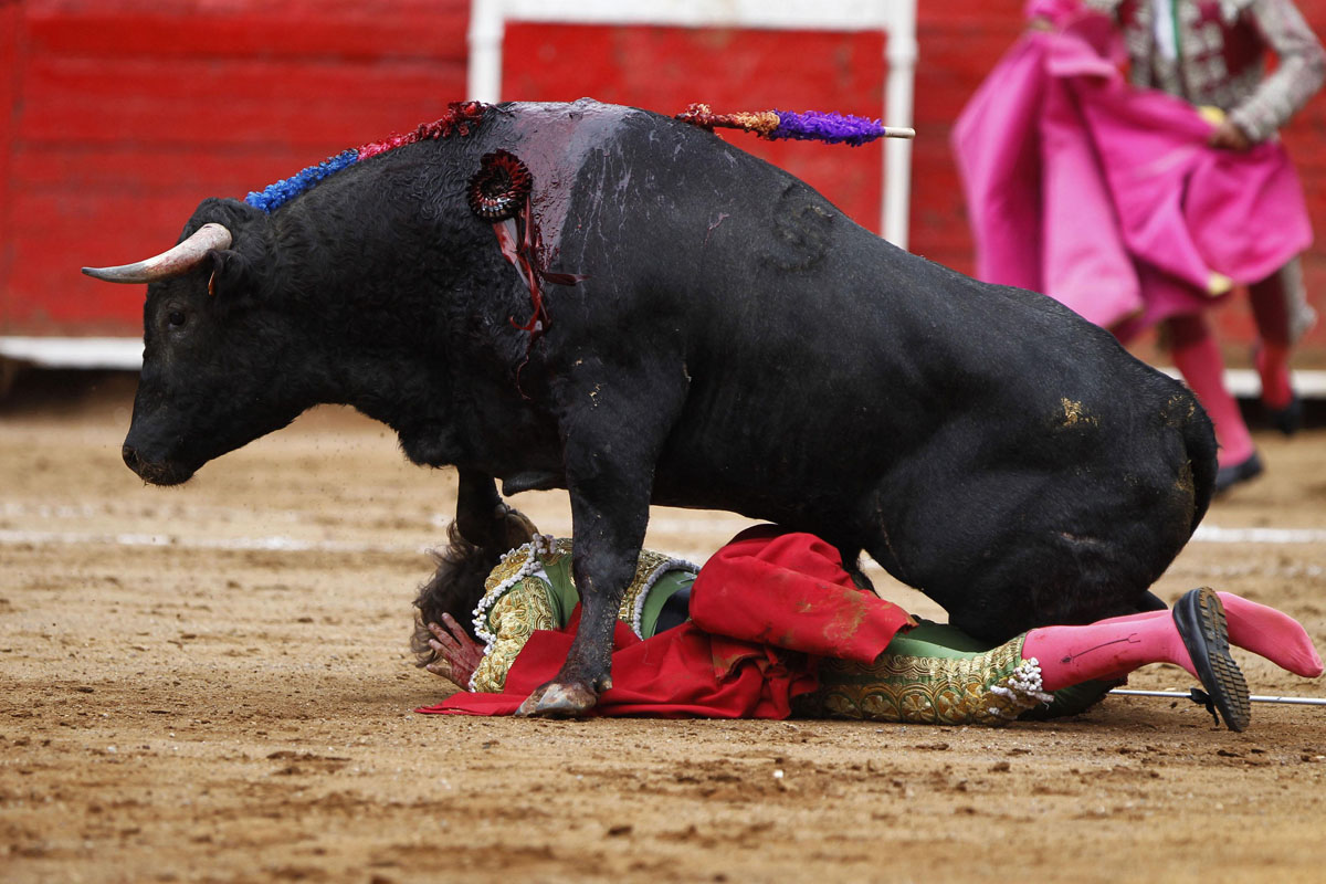 Bull Fight.
