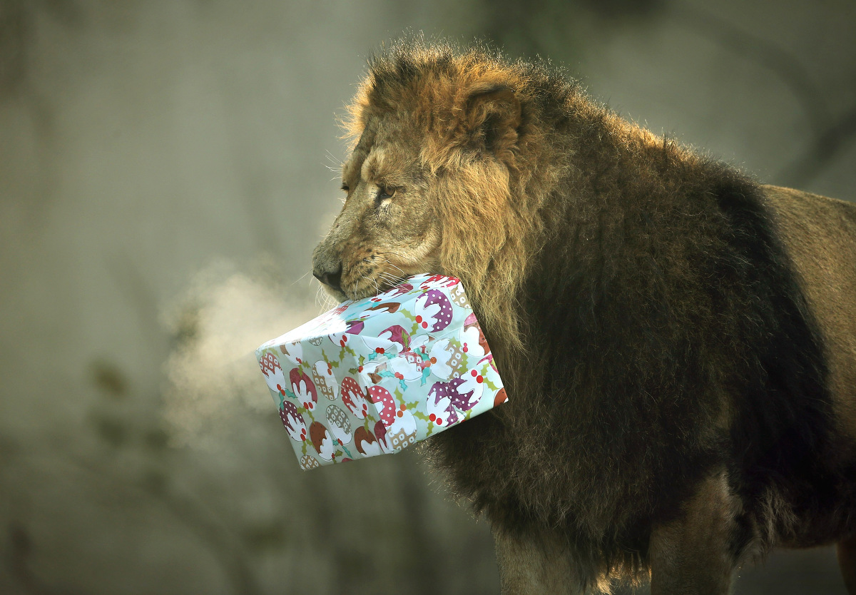 Лев дарит подарок
