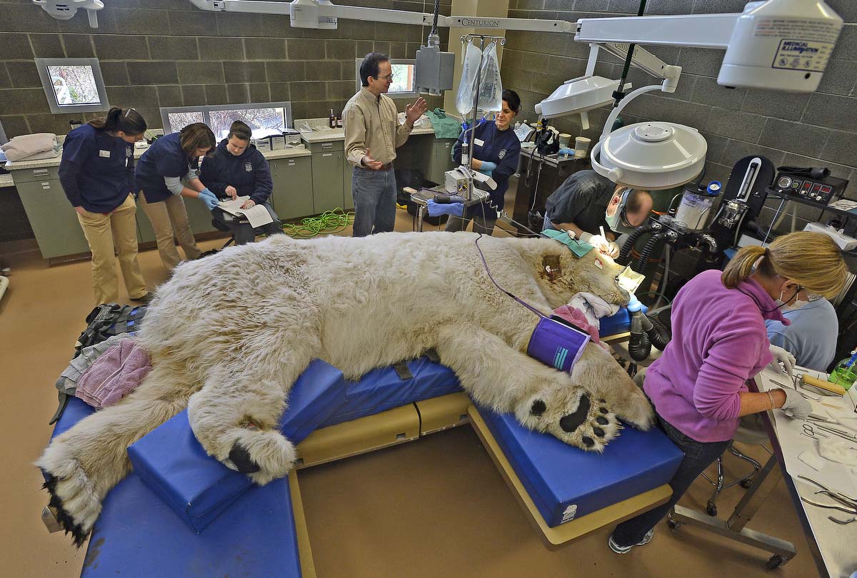 Белый медведь ветеринарная клиника Тюмень