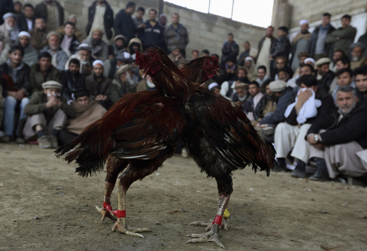 Cockfighting In Kabul.