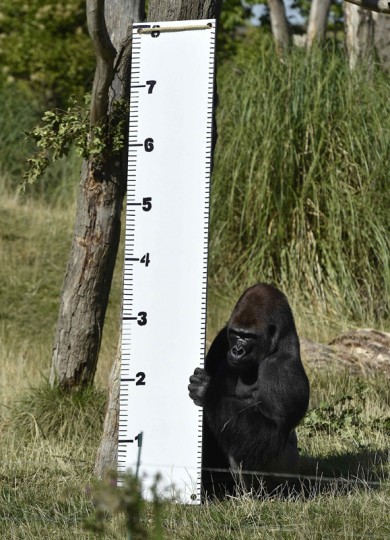 mountain gorilla height