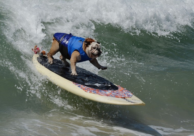 Surfer Dog Tillman rides a wave in the Large division during the 6th Annual Surf Dog competition at Huntington Beach, California on September 28, 2014. (Mark Raltson/Getty Images)