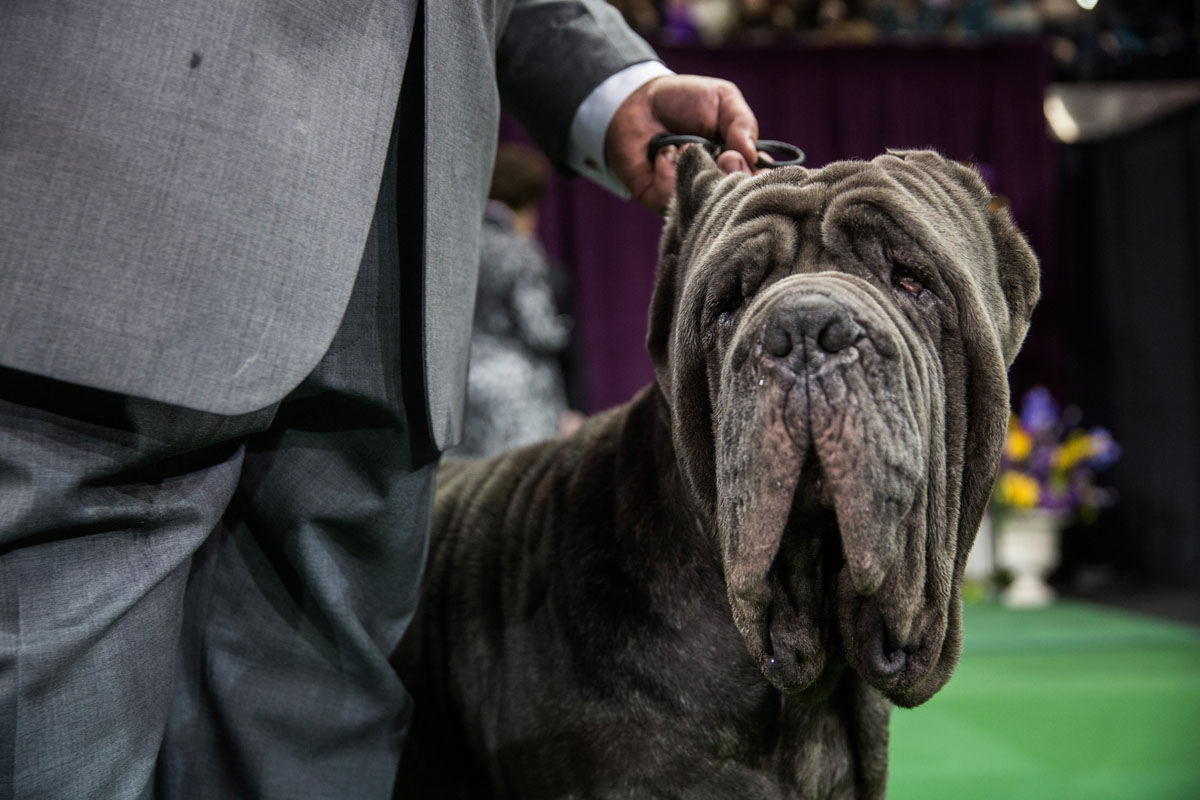 Scenes from the 2015 Westminster Kennel Club Dog Show