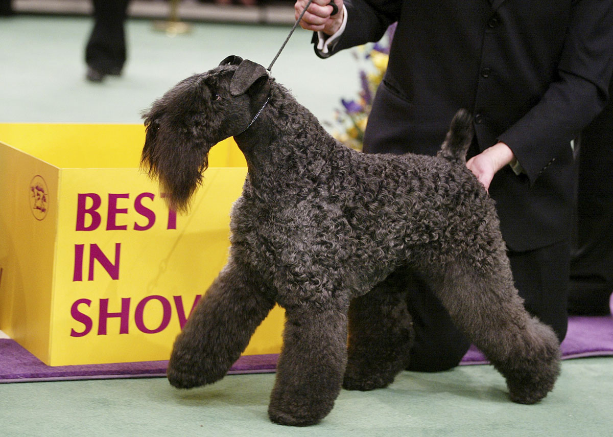 Past winners and competitors at The Westminster Dog Show