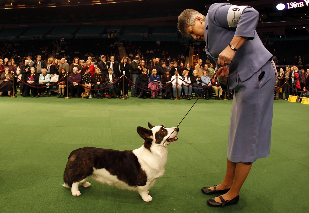 Handler Dixie Rae shows Cardigan Welsh Myste Baledwr Free to