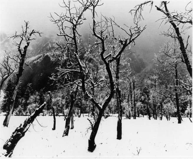 Winter, Yosemite Valley, Oaks in Mist (Ansel Adams)