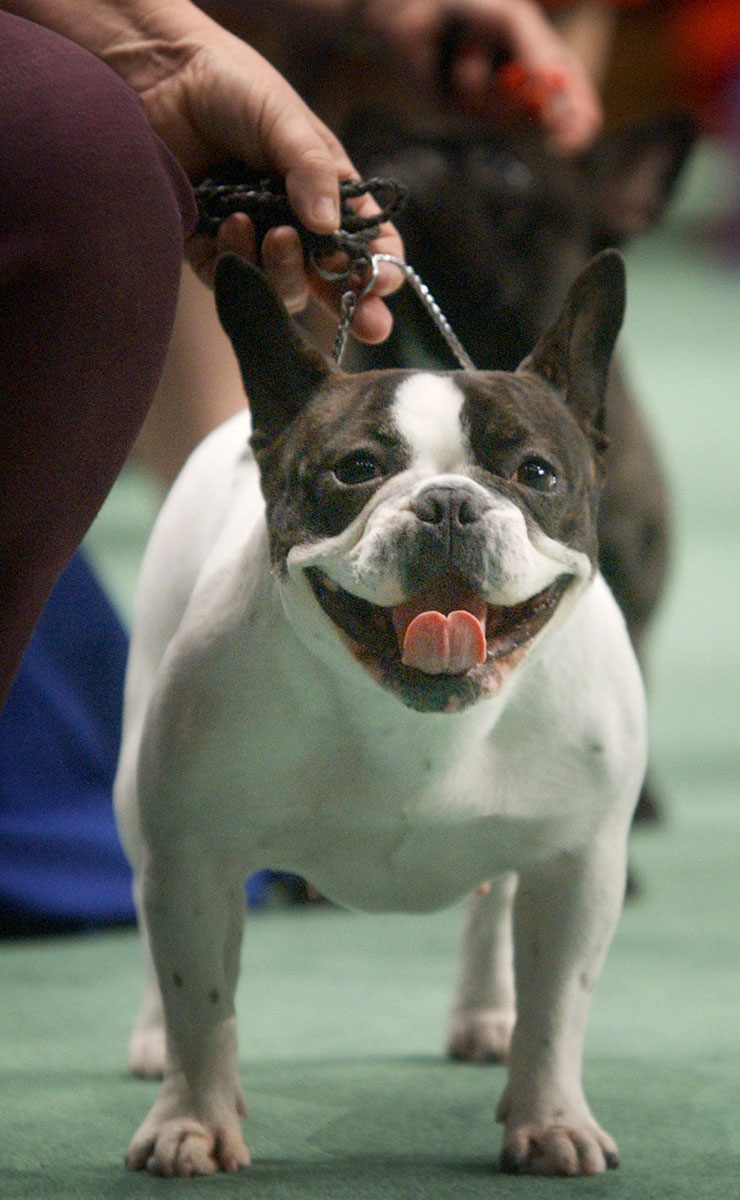 Past winners and competitors at The Westminster Dog Show