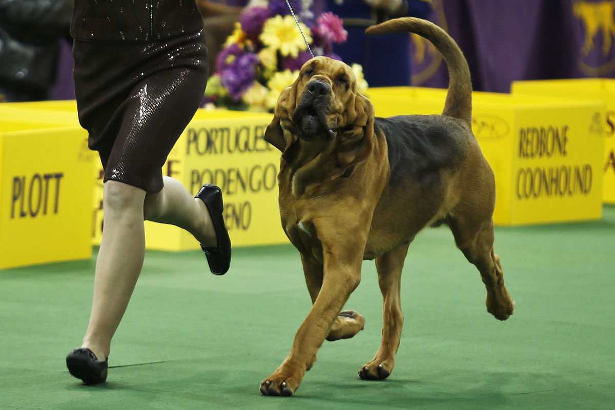 Past winners and competitors at The Westminster Dog Show1200 x 800