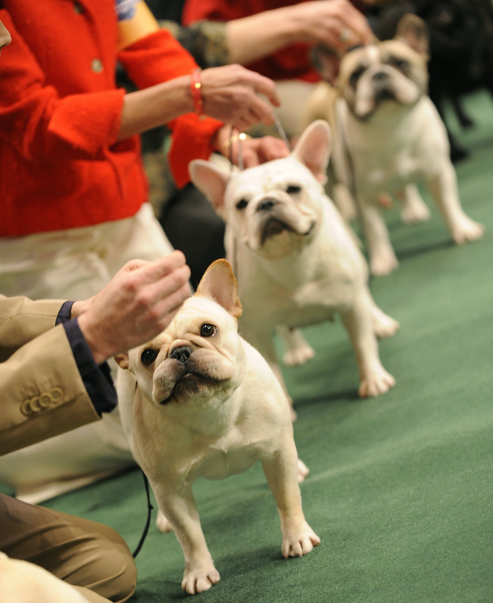 Past winners and competitors at The Westminster Dog Show