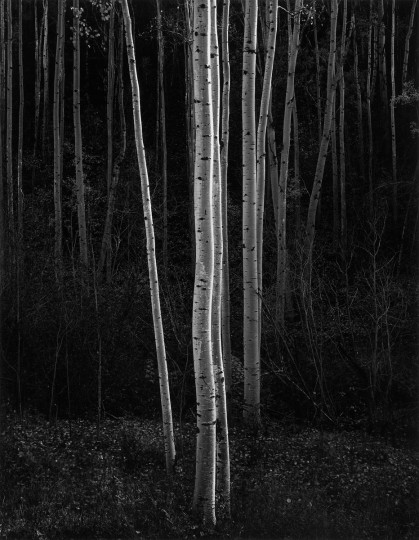 Aspens, Northern New Mexico, 1958. (The Lane Collection courtesy of the Museum of Fine Arts, Boston. Copyright 2007 The Ansel Adams Publishing Rights Trust)