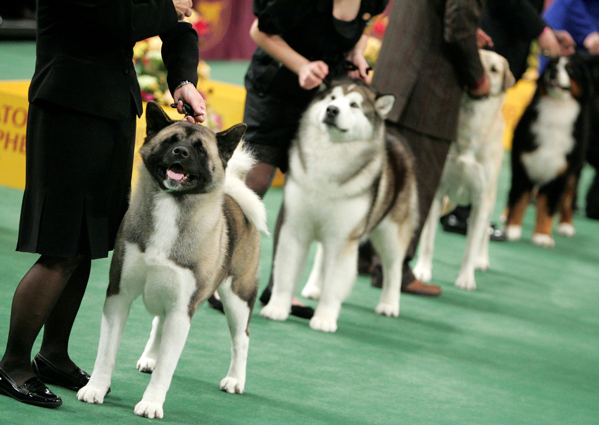 Past winners and competitors at The Westminster Dog Show1200 x 852