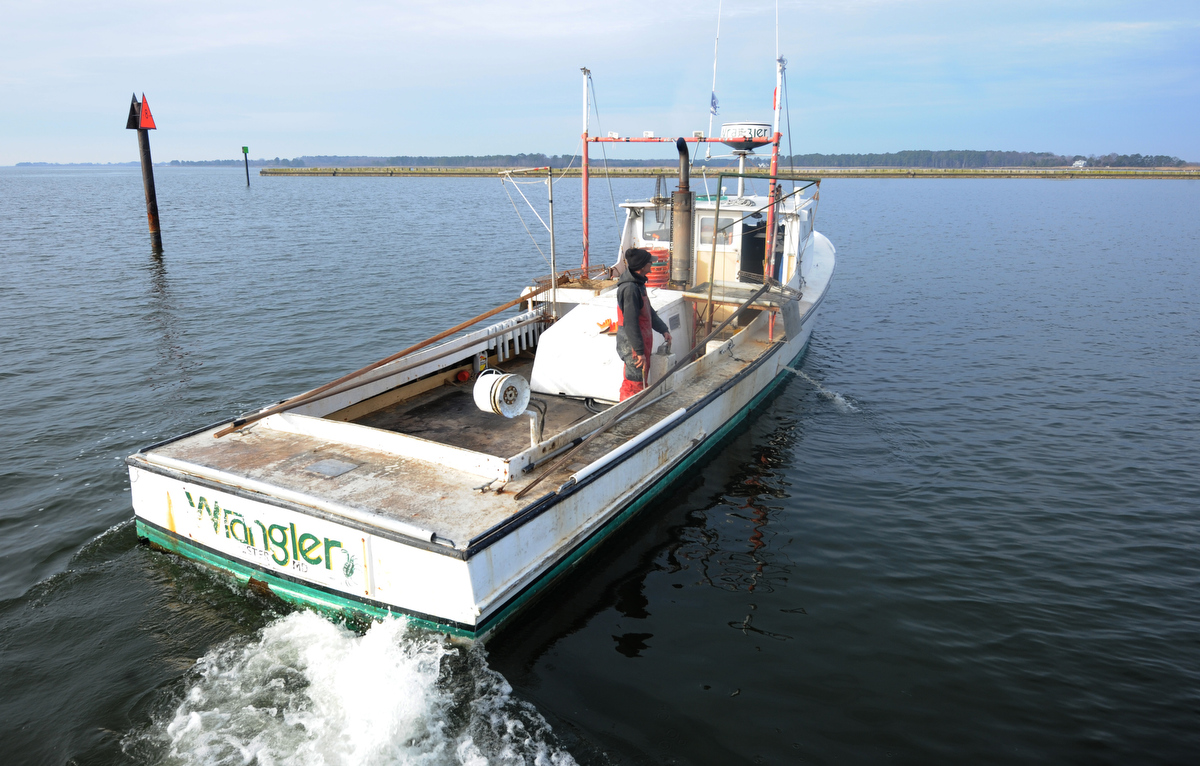 Oyster harvesting at Kent Narrows