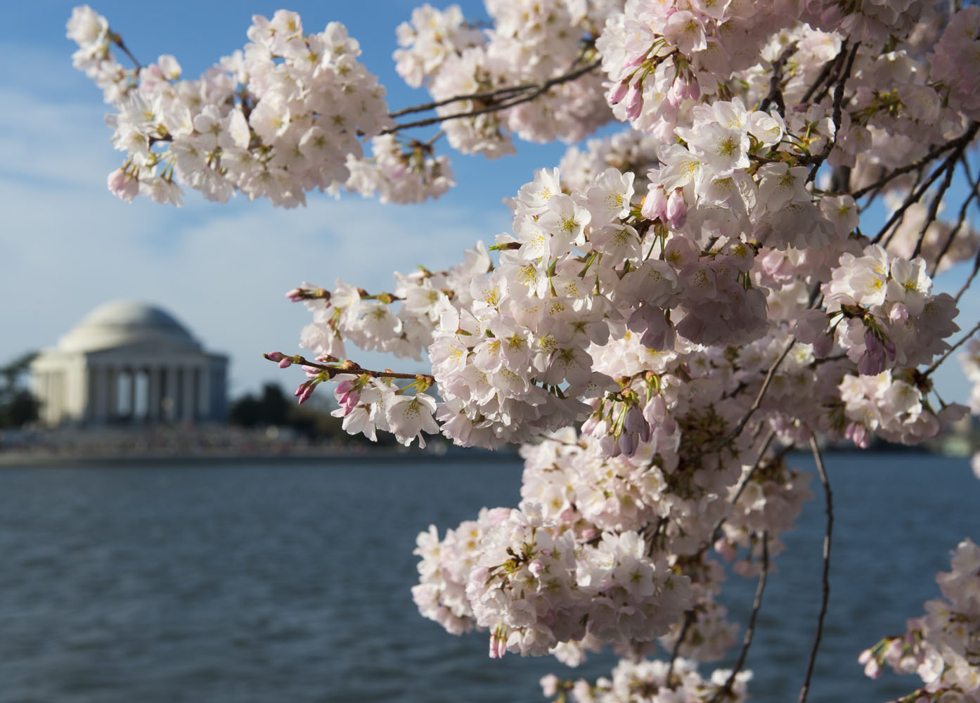 Us Weather Cherry Blossoms