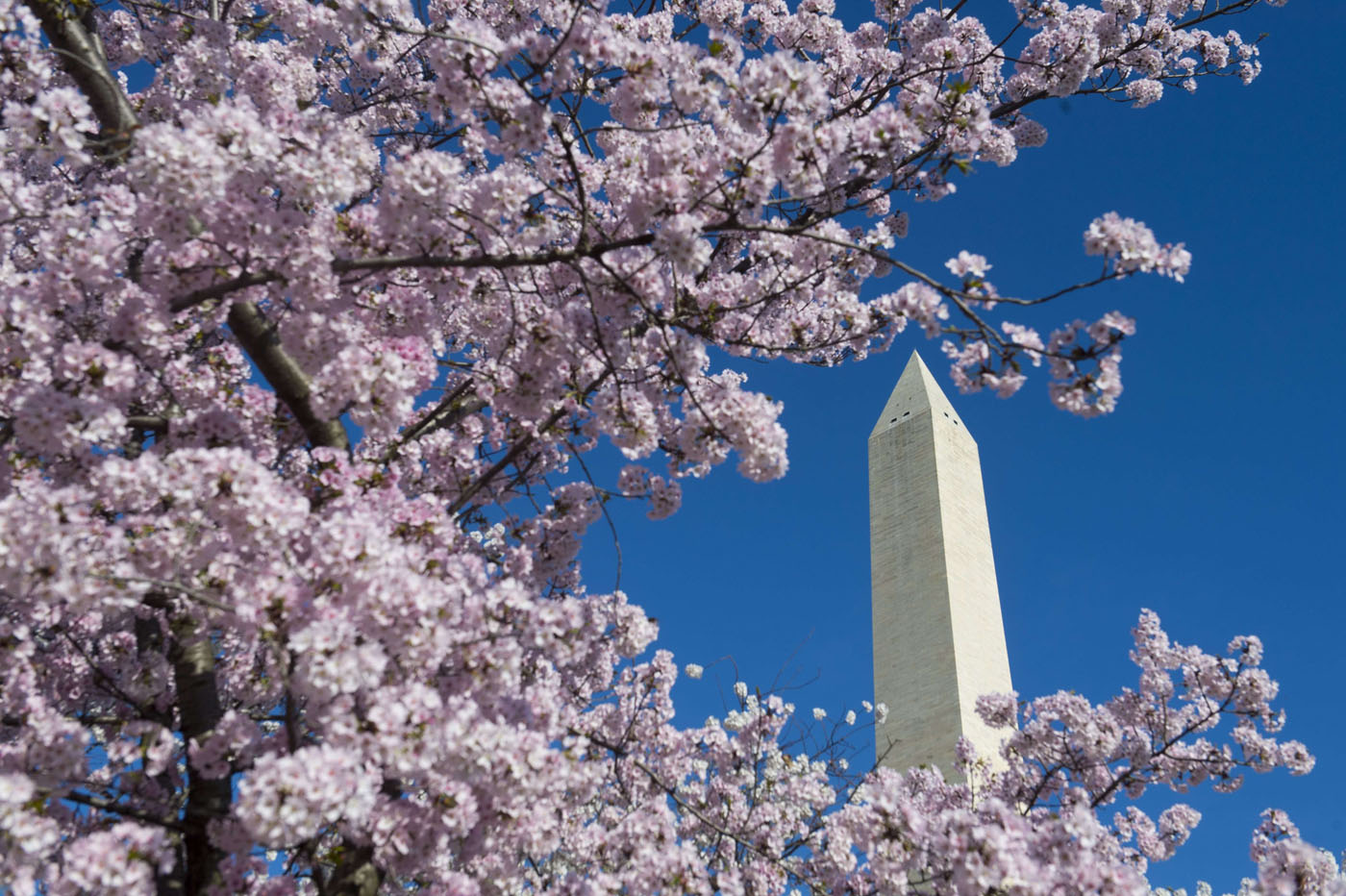 US WEATHER CHERRY BLOSSOMS