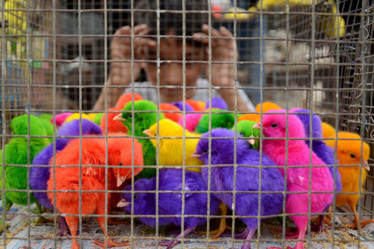 Colorful chicks, bombs, and sportsJune 3