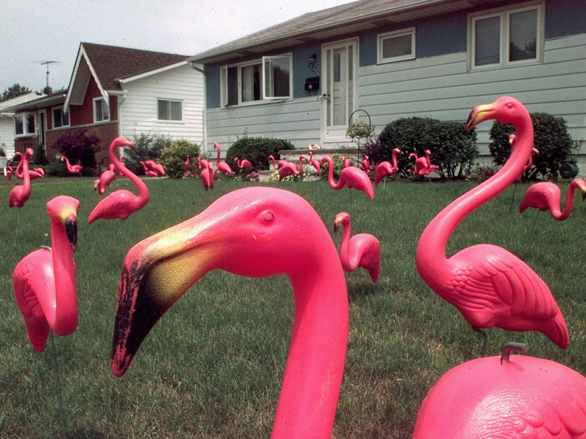 flamingoing a yard