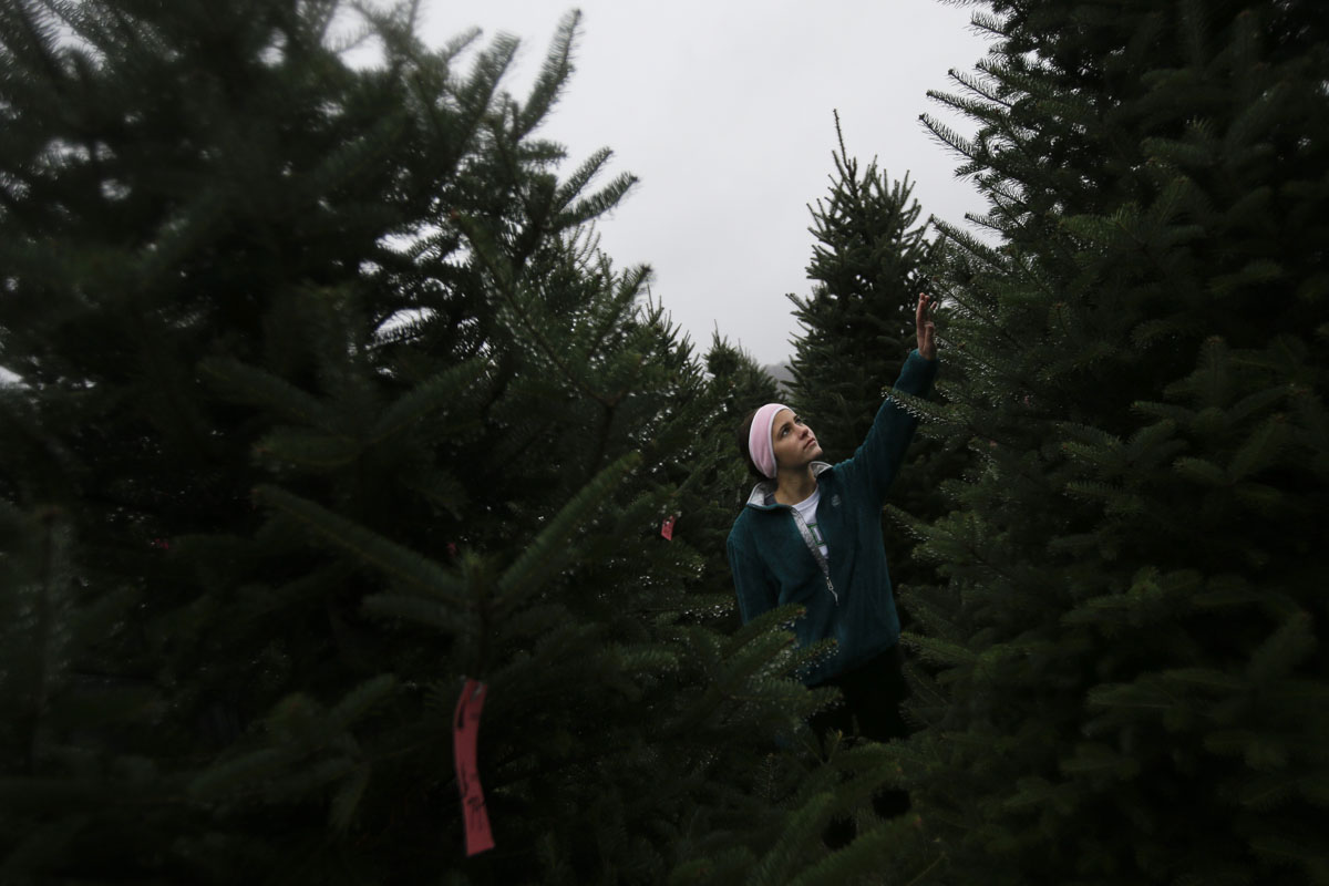 christmas trees christmas trees