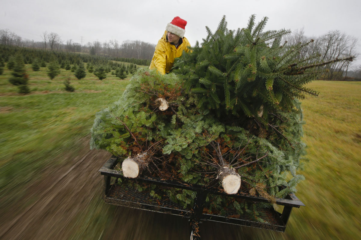 christmas trees christmas trees