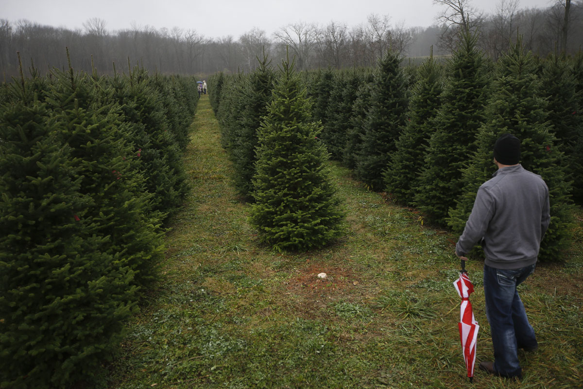 60 000 christmas trees in family owned ohio farm 60 000 christmas trees in family owned ohio farm