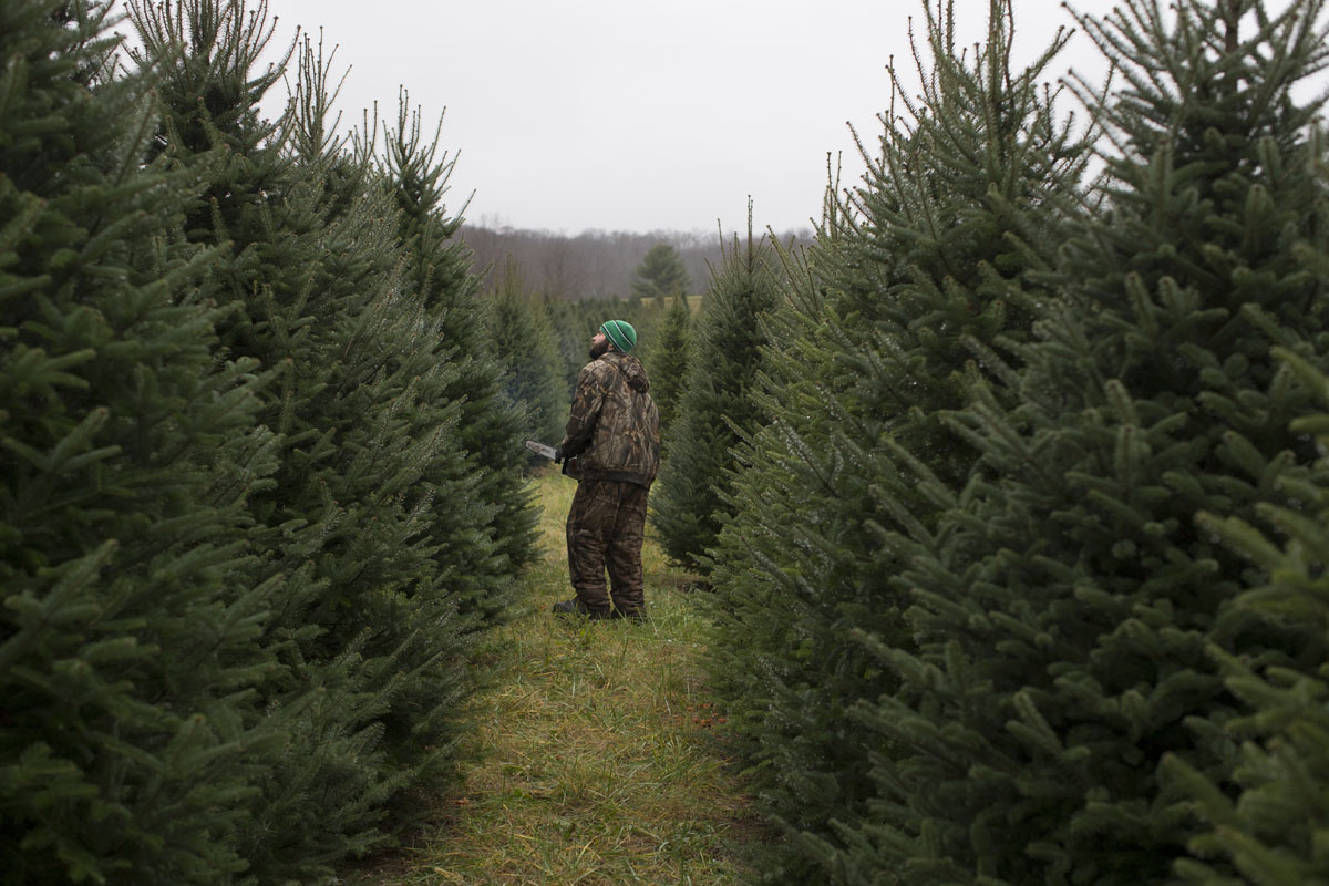 60 000 christmas trees in family owned ohio farm 60 000 christmas trees in family owned ohio farm