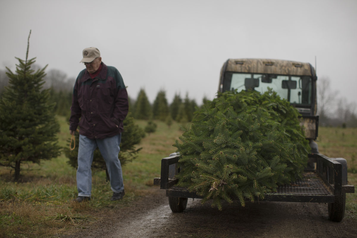 60 000 christmas trees in family owned ohio farm 60 000 christmas trees in family owned ohio farm