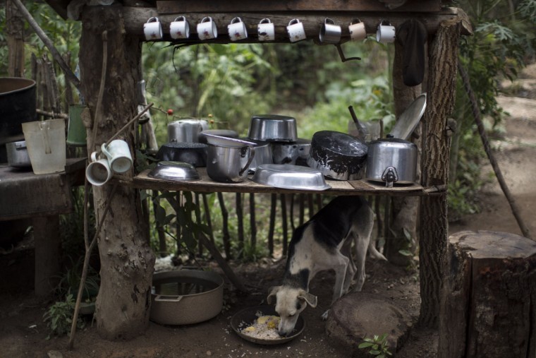 In this Nov. 19, 2015 photo, a dog eats under a table used to store dishes, mugs and pots in Areinha, Minas Gerais state, Brazil. The area known as Areinha is a no manís land where small groups of artisanal miners try their luck with artisan techniques, using wooden knives, metal pans, large water pumps and no infrastructure. (AP Photo/Felipe Dana)