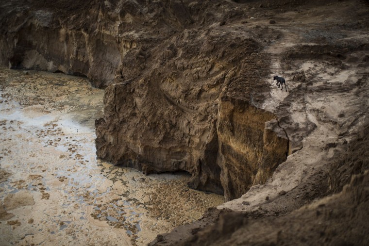 In this Nov. 19, 2015 photo, a dog walks next to a crater, left behind by giant diamond mining companies, now used by rural miners in Areinha, Minas Gerais state, Brazil. Today the devastated area known as Areinha is a no manís land where small groups of rural miners try their luck with artisan techniques, using wooden knives, metal pans, large water pumps and no infrastructure. (AP Photo/Felipe Dana)