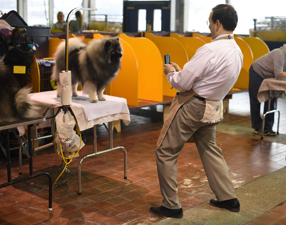 Grooming Products for Dog Shows