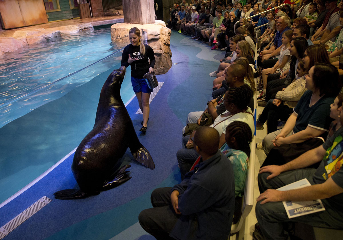 Rescued California Sea Lions At Georgia Aquarium