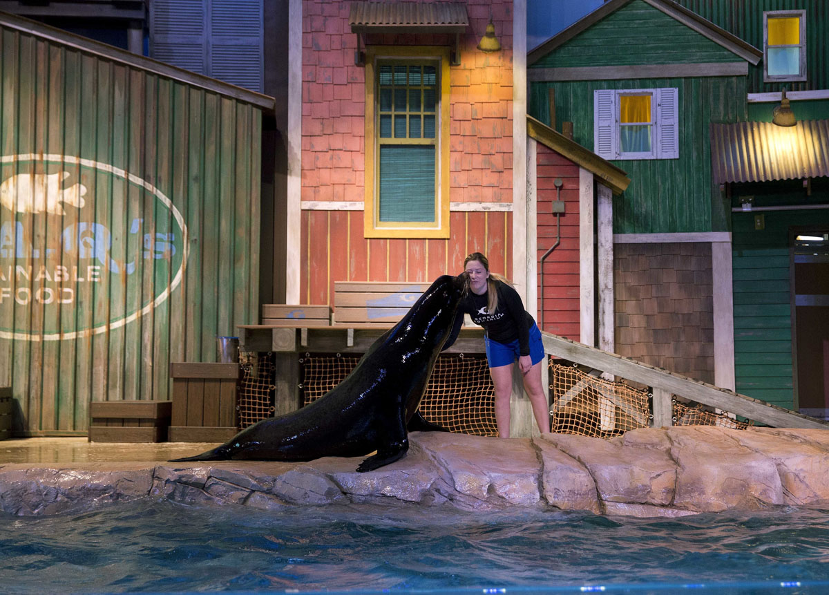 Rescued California sea lions at Aquarium