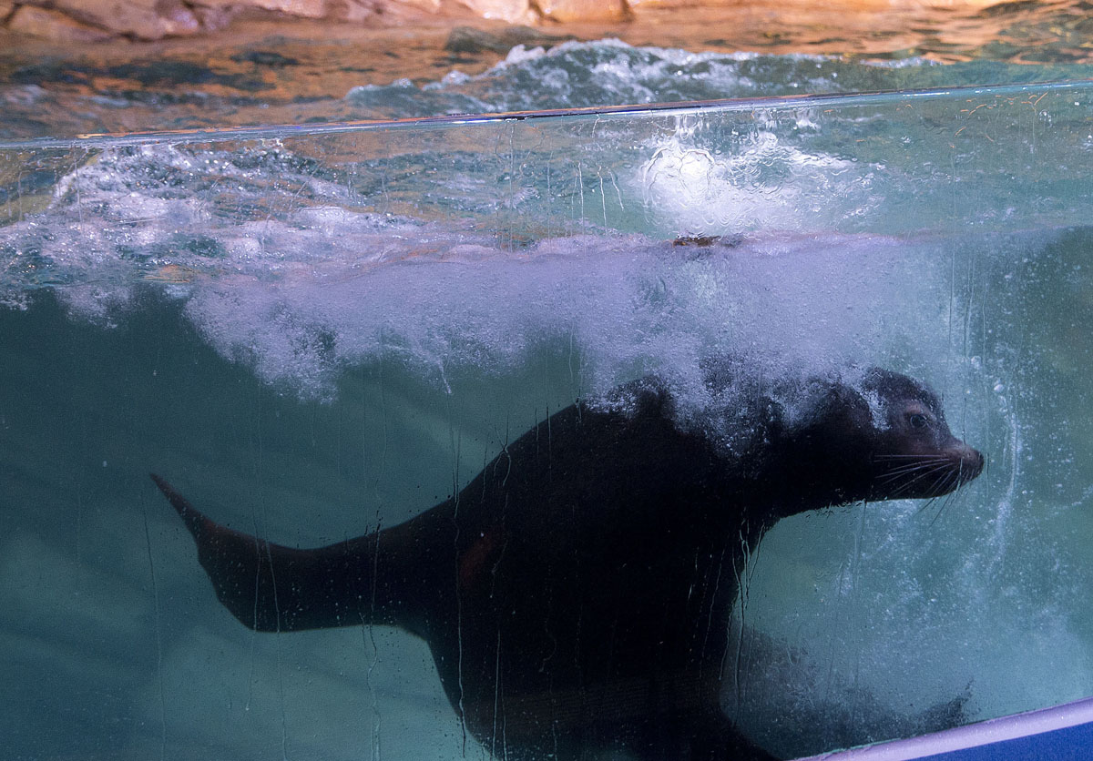 Rescued California sea lions at Aquarium