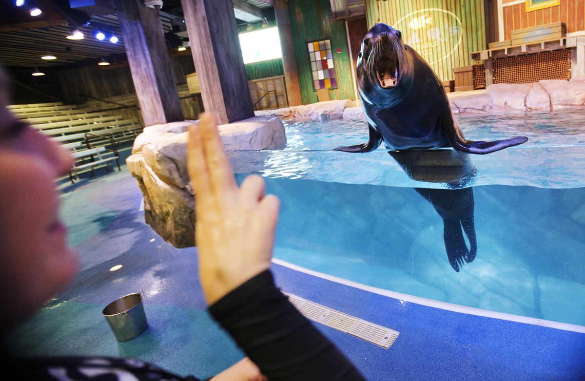 Rescued California sea lions at Georgia Aquarium