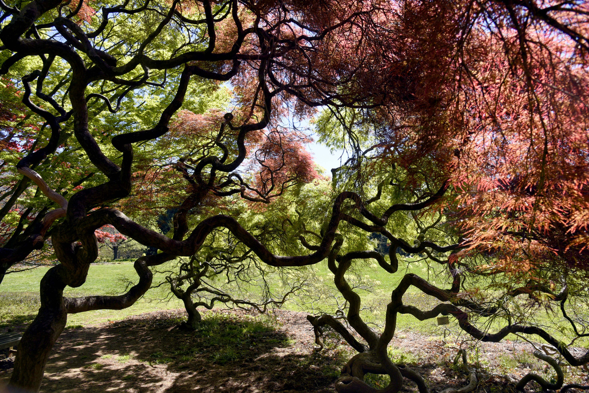 cylburn-arboretum-baltimore-s-largest-public-garden