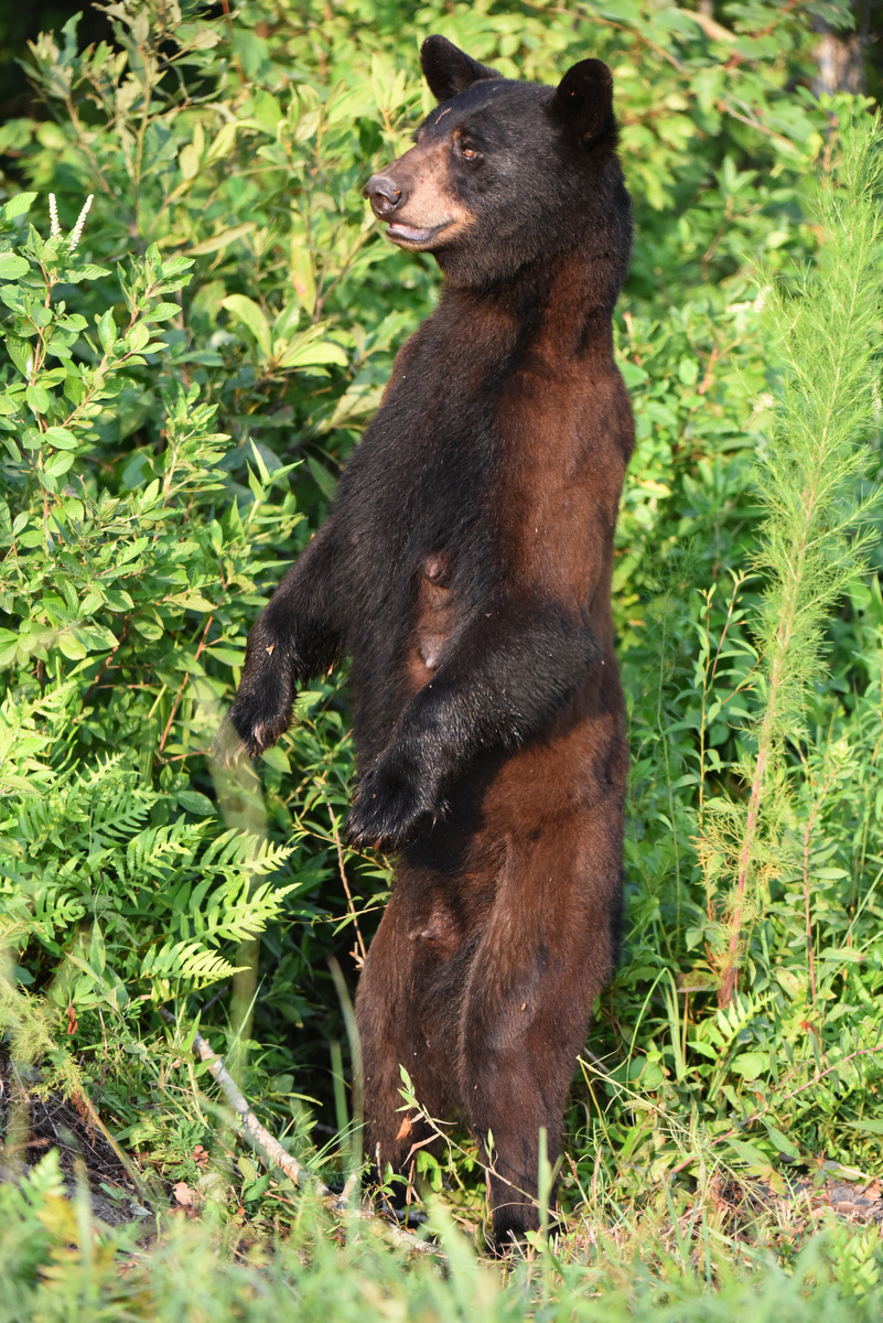 amazon bear with long legs