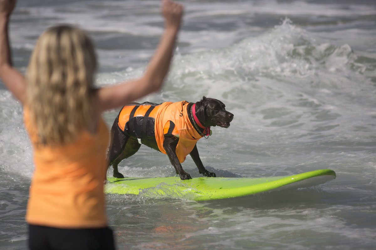 Surf, doggie, surf!