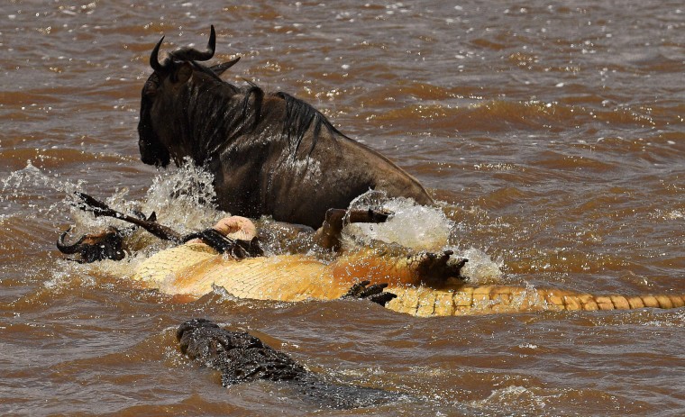 A crocodile rolls over a wildebeest to suffocate it during the annual wildebeests migration in the Masai Mara game reserve on September 12, 2016. (Carl de Souza/AFP/Getty Images)