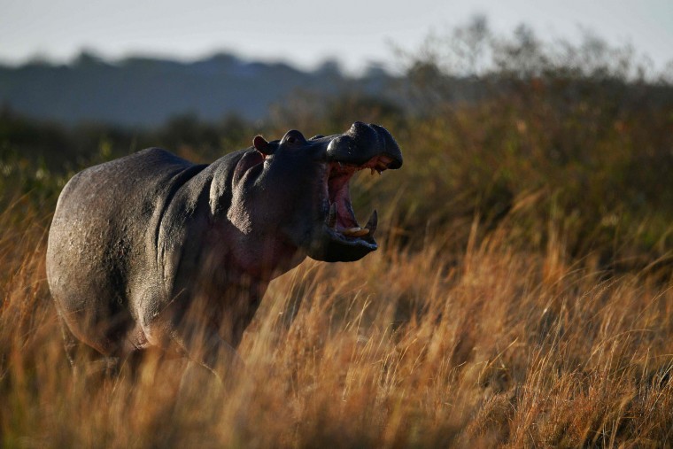 A hippo bares its teeth during the annual wildebeests migration in the Masai Mara game reserve on September 12, 2016. (Carl de Souza/AFP/Getty Images)