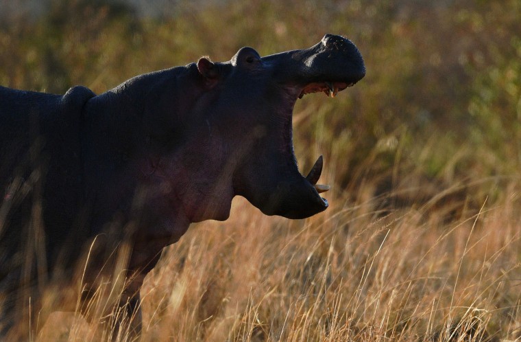 A hippo bares its teeth during the annual wildebeests migration in the Masai Mara game reserve on September 12, 2016. (Carl de Souza/AFP/Getty Images)