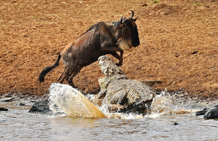 A large crocodile attacks a jumping wildebeest during the migration in the Masai Mara game reserve on September 12, 2016. The daring wildebeest returned after the first attempt by the crocodile and was attacked again but walked away unharmed. (Carl de Souza/AFP/Getty Images)