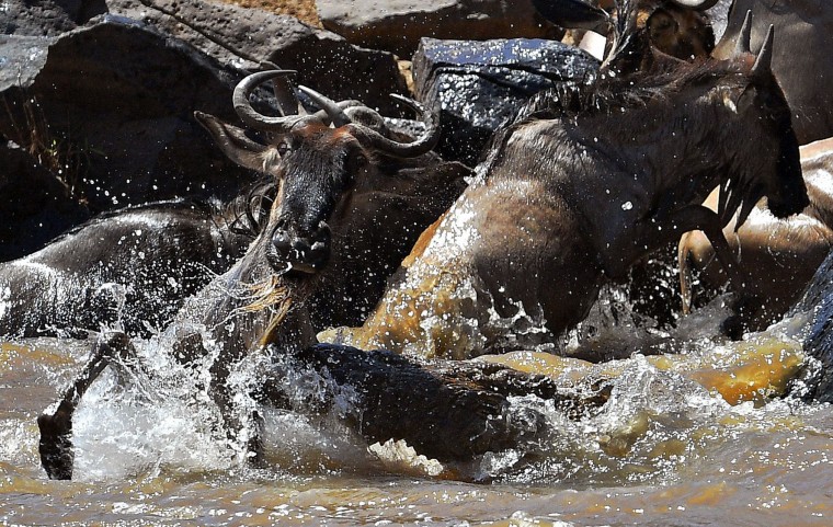 A crocodile attacks a wildebeest in the Mara river during the annual wildebeest migration in the Masai Mara game reserve on September 13, 2016. (Carl de Souza/AFP/Getty Images)