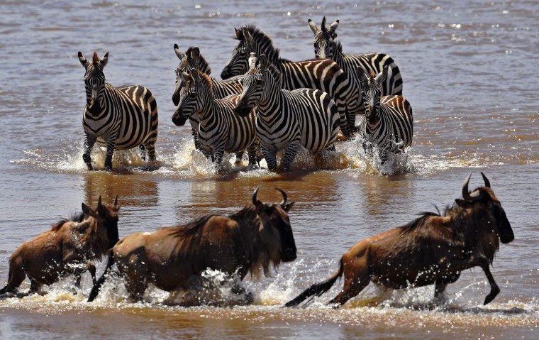 Zebras walk towards crossing wildebeest in the Mara river during the annual wildebeest migration in the Masai Mara game reserve on September 13, 2016. (Carl de Souza/AFP/Getty Images)