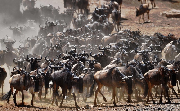 A wildebeest herd is pictured on September 13, 2016 during the annual wildebeest migration in the Masai Mara game reserve. (Carl de Souza/AFP/Getty Images)