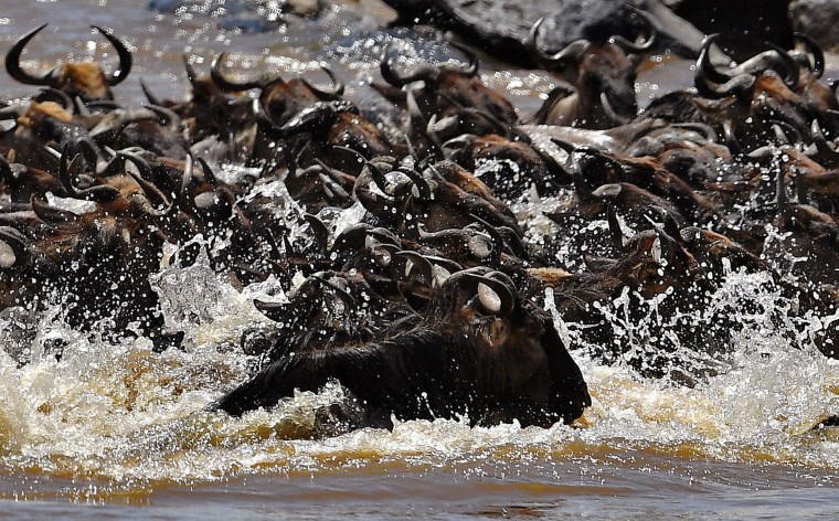 A wildebeest herd is pictured on September 13, 2016 during the annual wildebeest migration in the Masai Mara game reserve. (Carl de Souza/AFP/Getty Images)