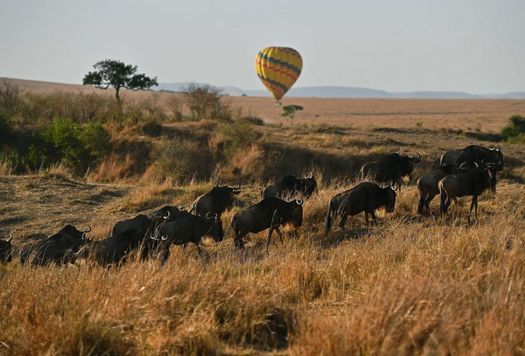 Wildebeest walk in front a hot air balloon during the annual wildebeests migration in the Masai Mara game reserve on September 12, 2016. (Carl de Souza/AFP/Getty Images)