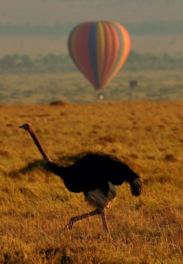 An ostrich walks in front of a hot air balloon carrying tourists during the annual wildebeest migration in the Masai Mara game reserve on September 14, 2016. (Carl de Souza/AFP/Getty Images)