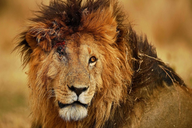 A male lion injured from a fight with another male during the annual wildebeest migration in the Masai Mara game reserve is seen on September 12, 2016. (Carl de Souza/AFP/Getty Images)