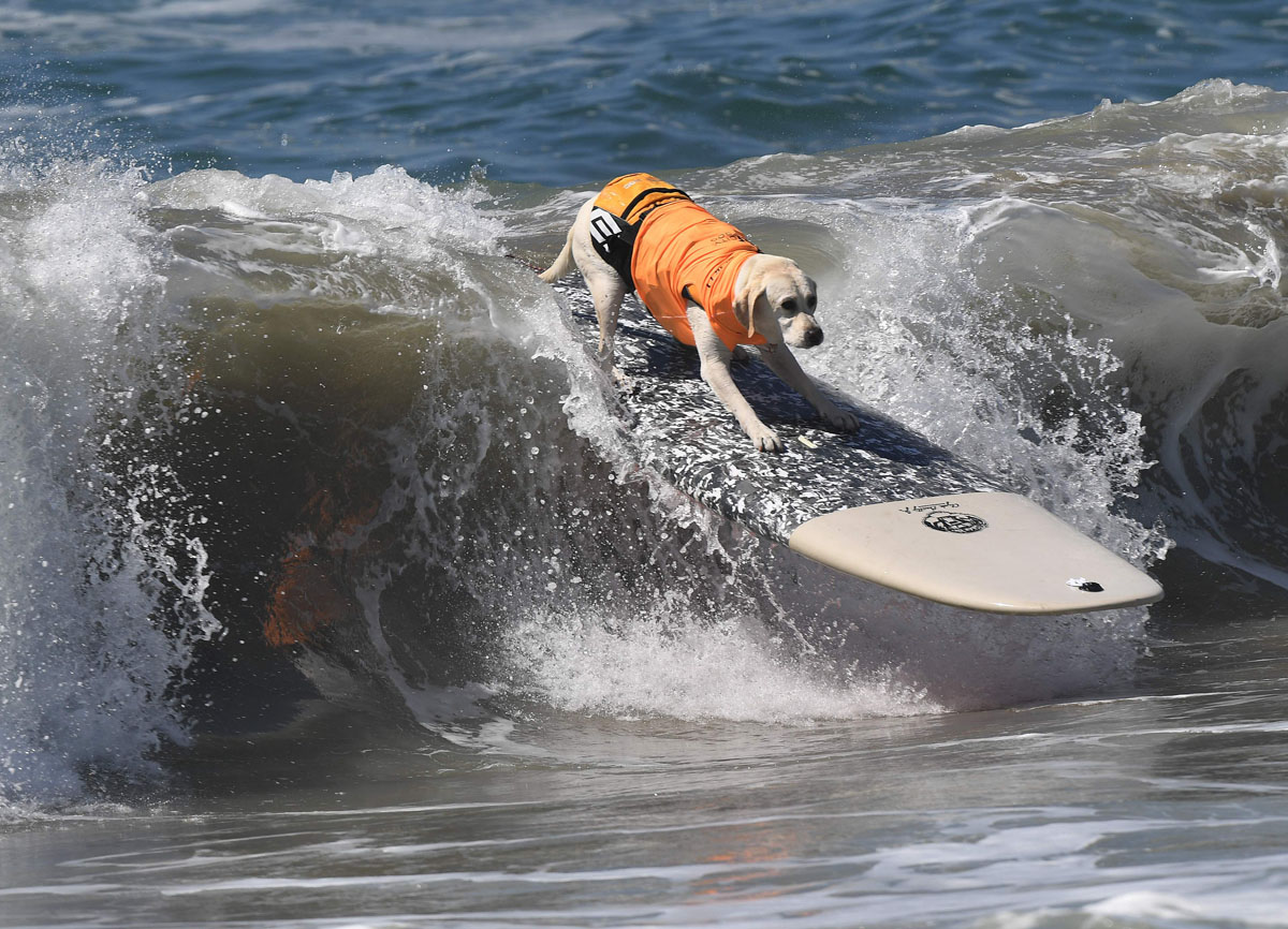 USLIFESTYLESPORTANIMALDOGSURF