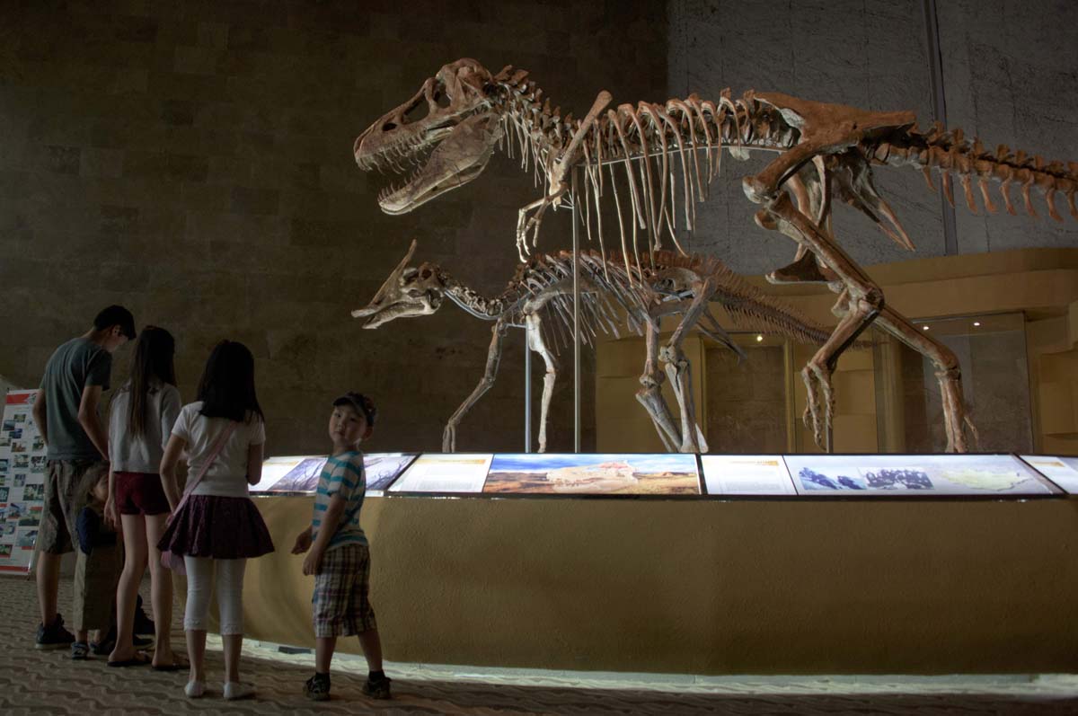 gobi desert dinosaur fossils