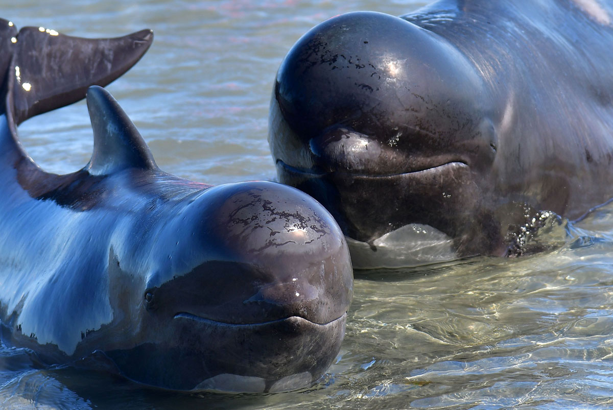 pilot-whales-stranded-in-new-zealand